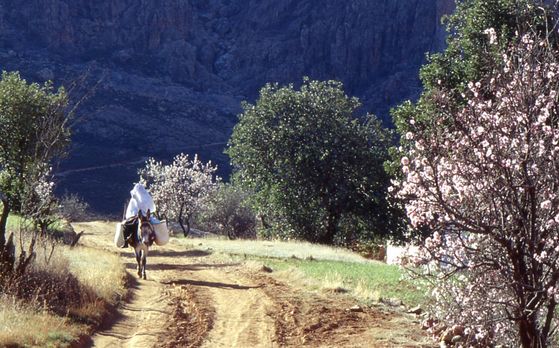 Tafraoute au pays des amandes